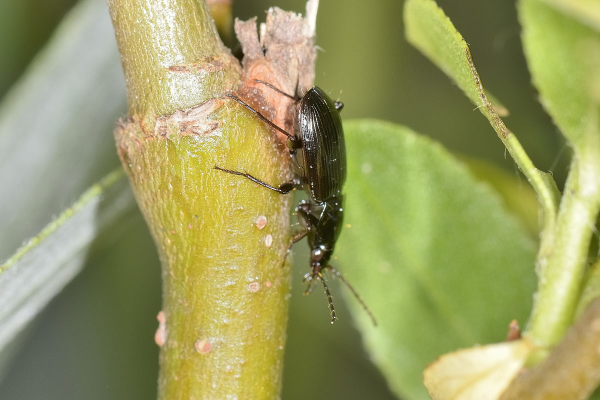 Pterostichus vernalis, Carabidae